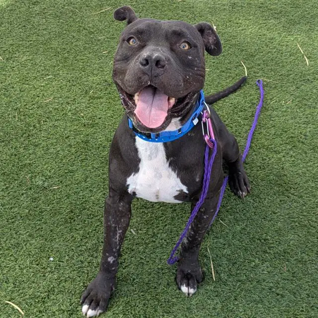 Mr Jack - Pit Bull Terrier