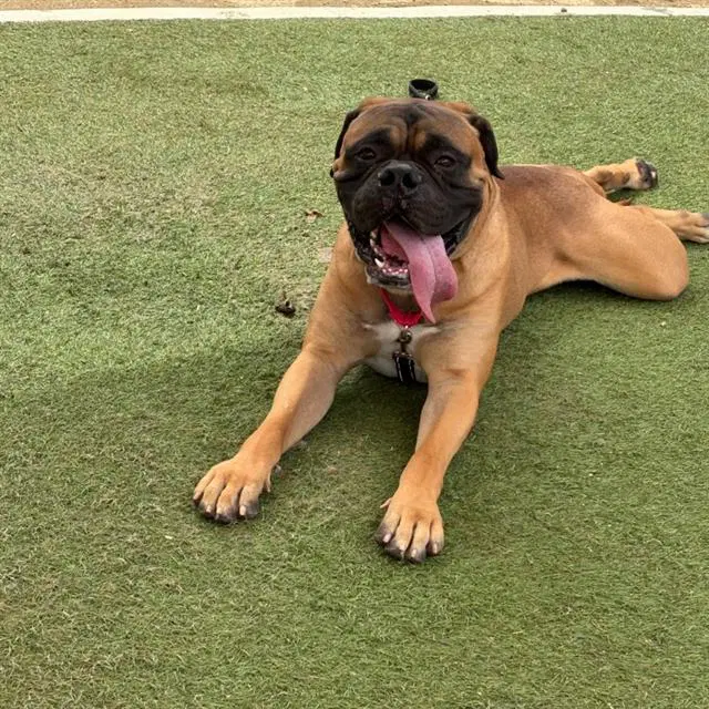 Zues - Mastiff
