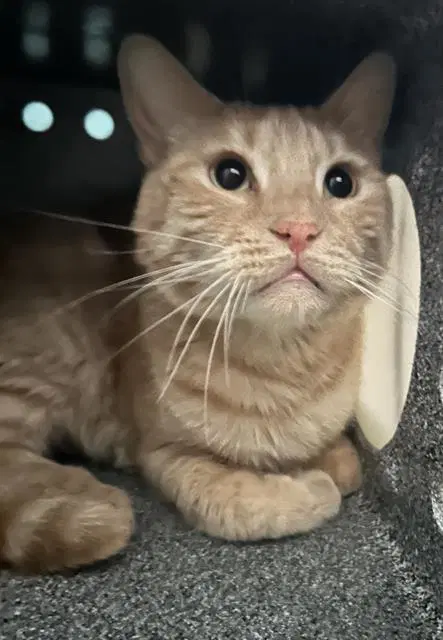 Kitty image 1