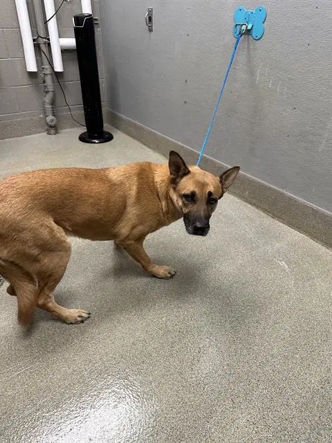 Carry Berry - German Shepherd Dog