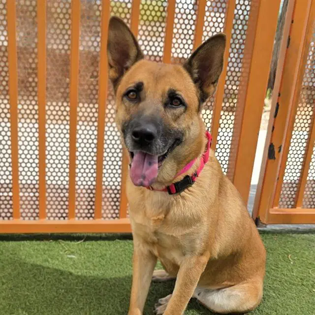 Carry Berry - German Shepherd Dog