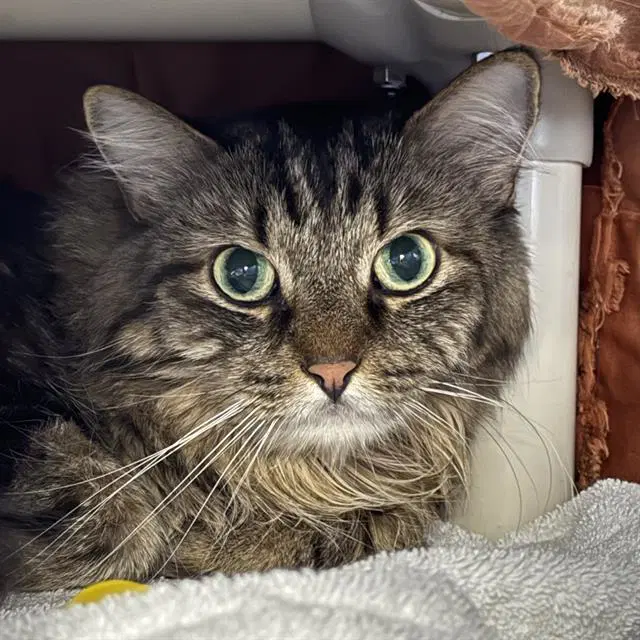 Precious - Domestic Medium Hair