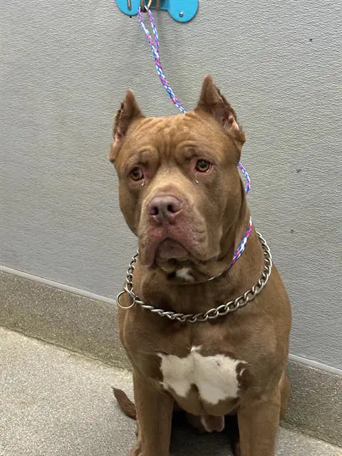 King - American Bulldog