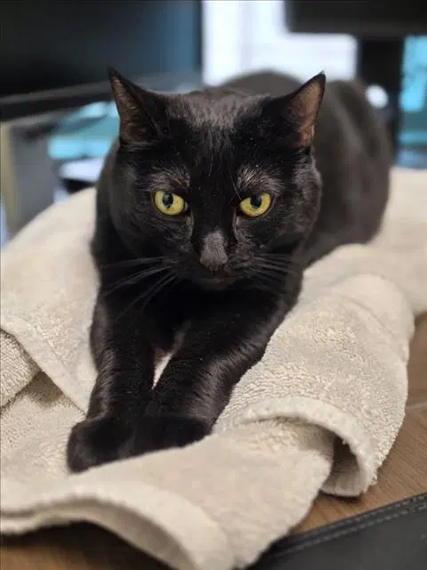 Nightshade - Domestic Short Hair