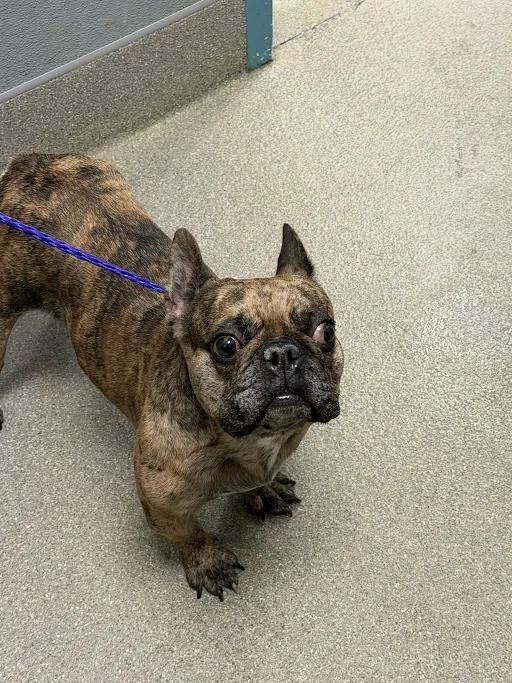 Rosie - French Bulldog