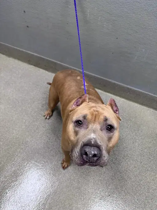 Boss Da Vinci - Pit Bull Terrier