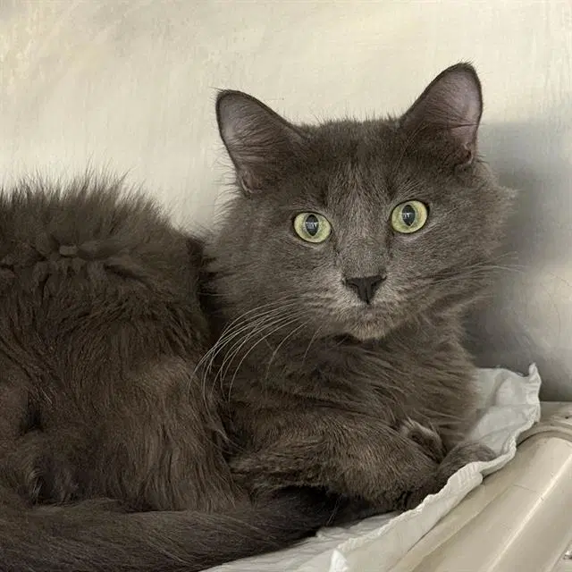 Frankie - Domestic Short Hair