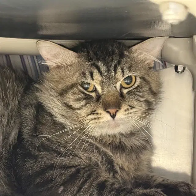Cone - Domestic Short Hair