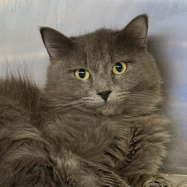 Cylinder - Domestic Short Hair