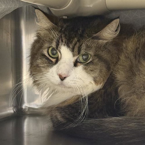 picture of the cat needing adoption