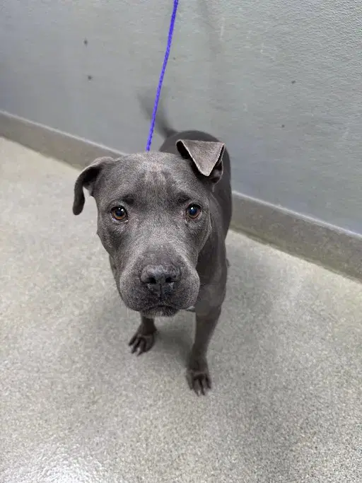 Prieta - Pit Bull Terrier