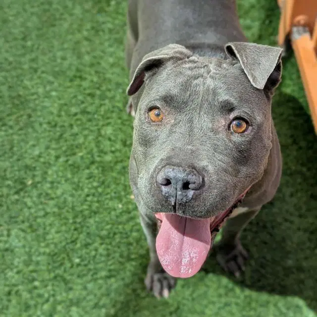 Prieta - Pit Bull Terrier