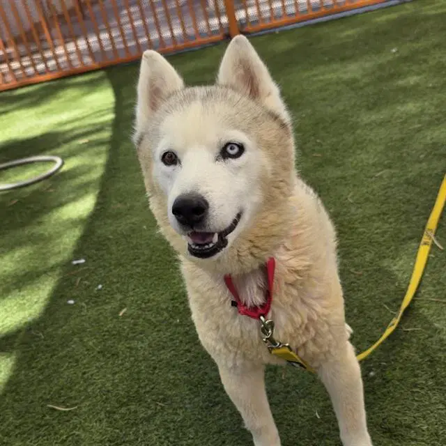 Oso - Siberian Husky