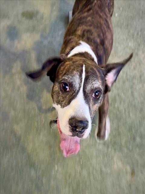 *JOEY, a dog for adoption from The Animal Foundation - Las Vegas