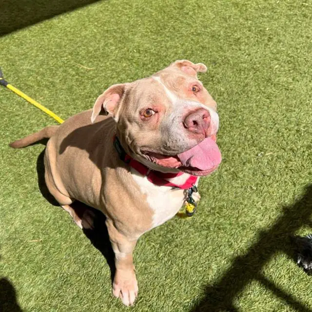 Nala - Pit Bull Terrier