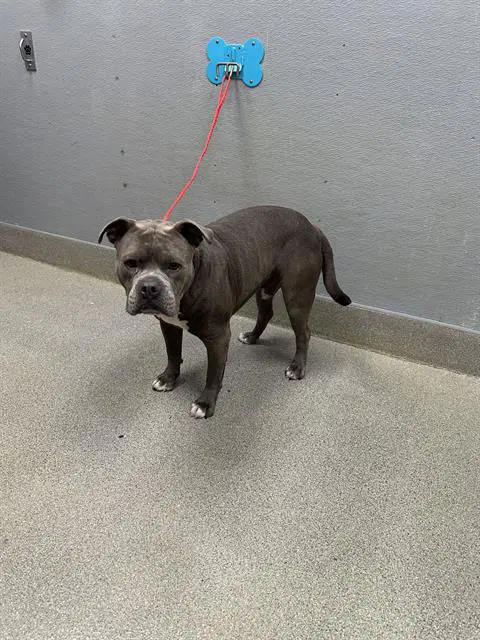 Lucky - Pit Bull Terrier