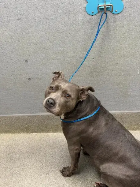 Nani - Pit Bull Terrier