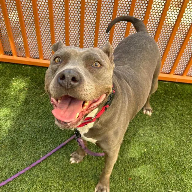Nani - Pit Bull Terrier