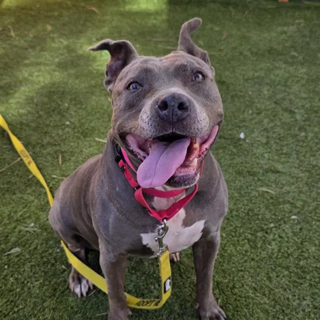 Nani - Pit Bull Terrier
