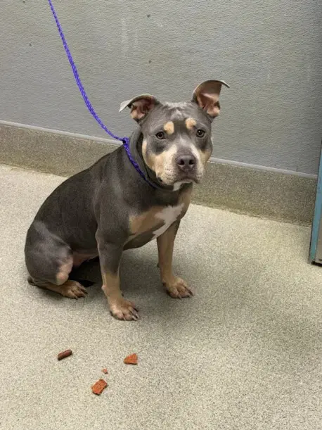 Ladybug - Pit Bull Terrier