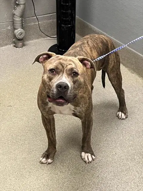 Land Shark - Pit Bull Terrier
