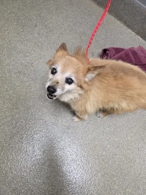 Bella - Pomeranian