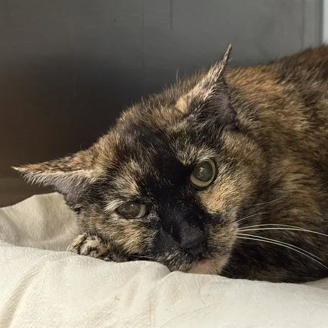 Amillia - Domestic Short Hair