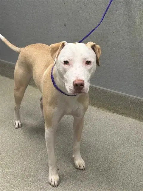 Dobby - Pit Bull Terrier