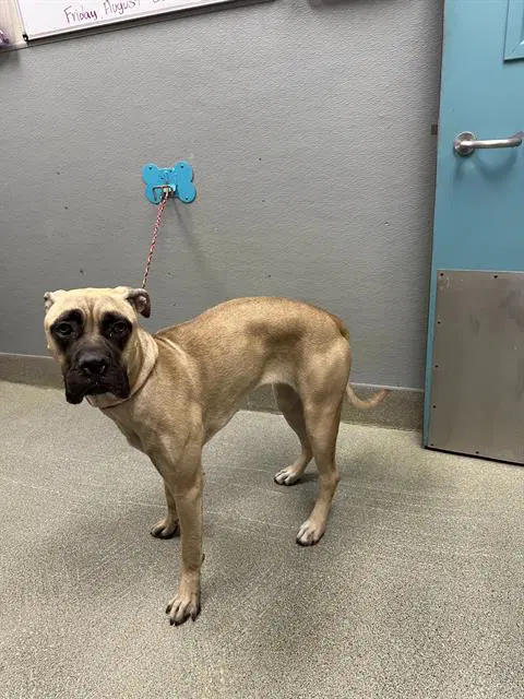 Scarlet - Mastiff