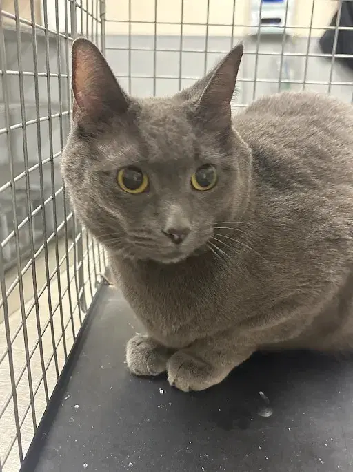 Dawn - Domestic Short Hair
