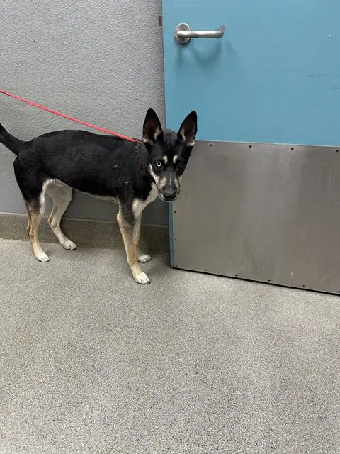 Kilo - Husky