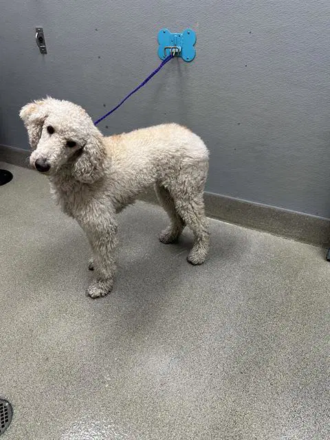 Bailey - Poodle (Standard)