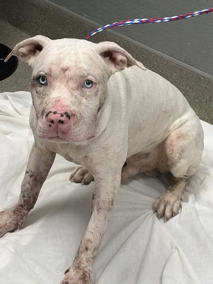 Percy - Pit Bull Terrier