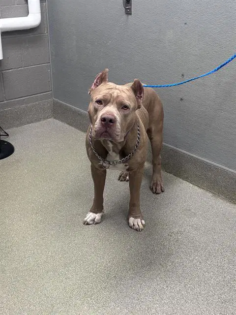 Platinum - American Bulldog