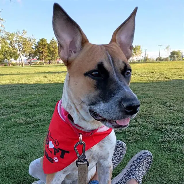 Miranda - Australian Cattle Dog/Blue Heeler