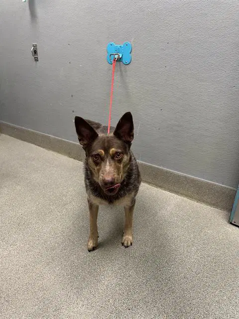 Jasper - Australian Cattle Dog/Blue Heeler
