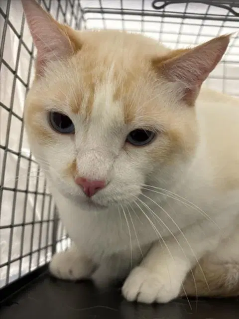 Cheese - Domestic Short Hair