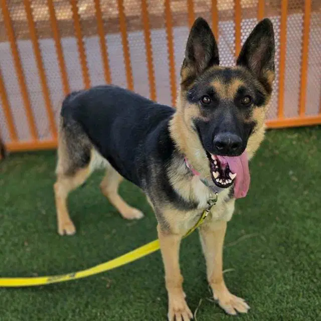 Luna - German Shepherd Dog
