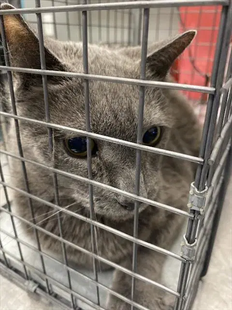 Mittens - Domestic Short Hair