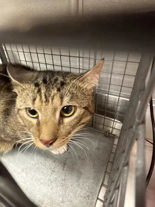 Poo Bear - Domestic Short Hair