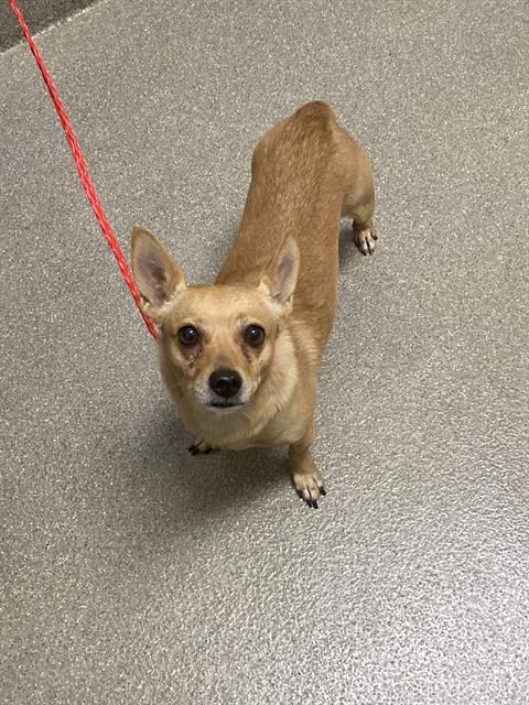 Chiwawa - Chihuahua