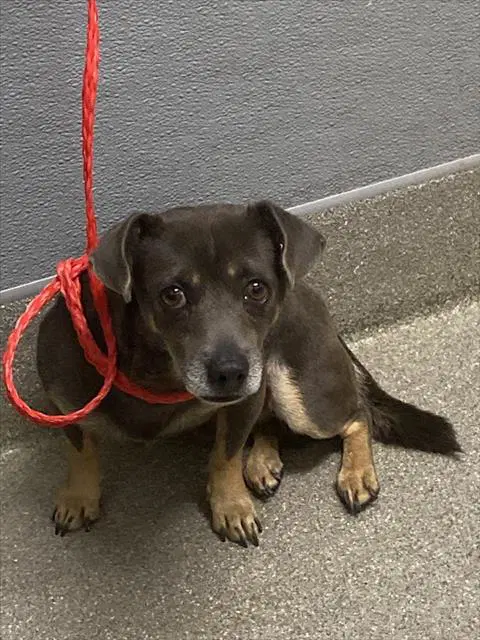 Domino - Dachshund