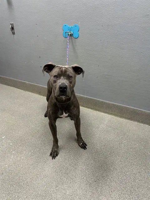 Finn - Pit Bull Terrier