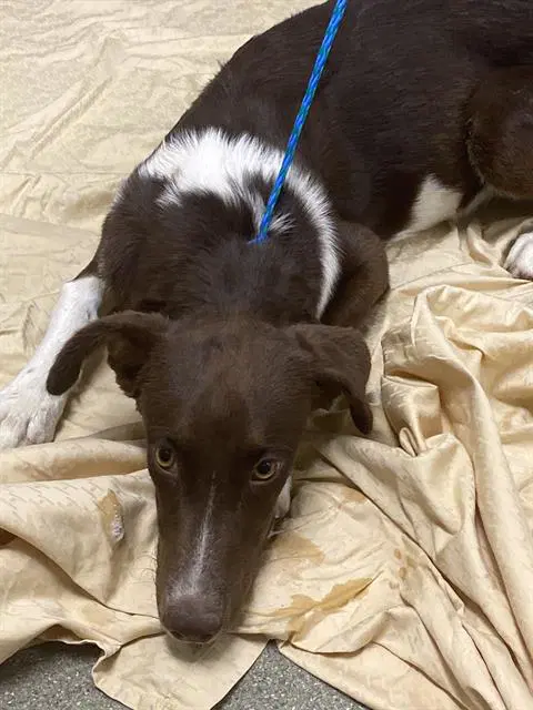 Baby Foxy - Border Collie