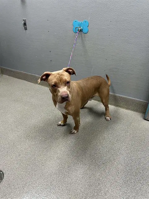Finnegan - Pit Bull Terrier