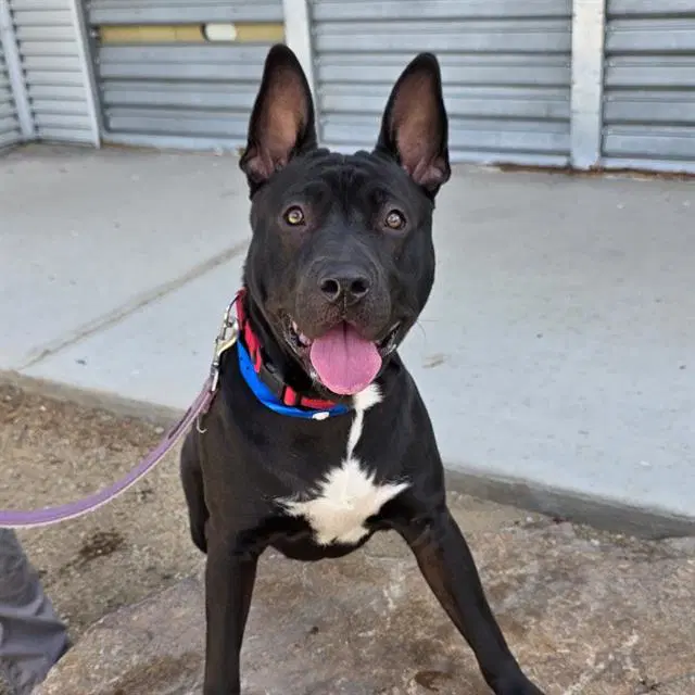 Stan The Man - American Pit Bull Terrier