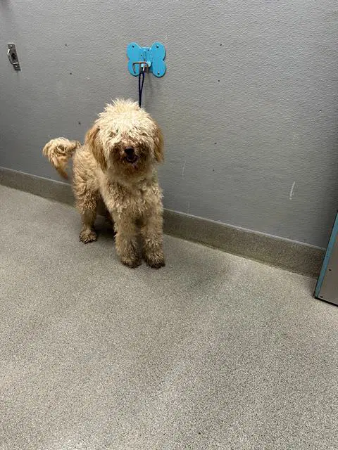Princess - Poodle (Miniature)
