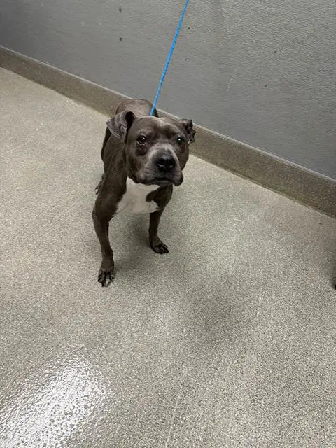 Wiggly Girl - Pit Bull Terrier