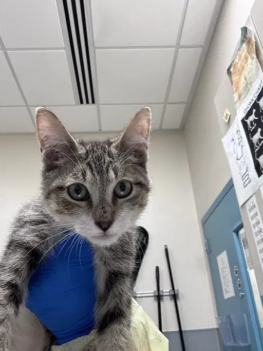 Carnival - Domestic Short Hair