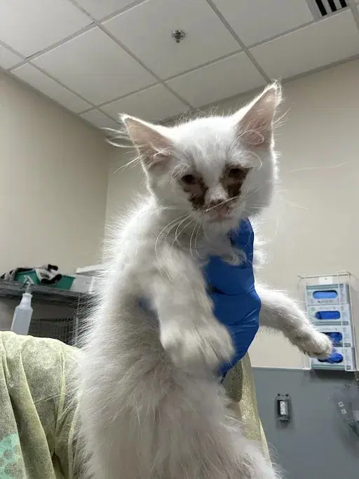 Captain Crunch - Domestic Short Hair